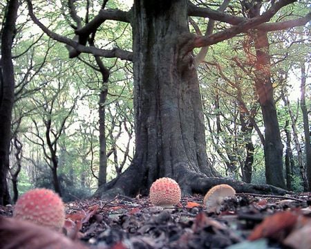 Lord of the Glade - branches, glade, woods, leaf litter, beech tree, fungi, fly agaric