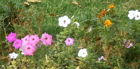 Flowers - flowers, mauve and pink, nature, beautiful