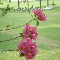 Flowers branch