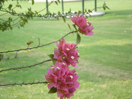 Flowers branch - flowers branch, nature, flowers