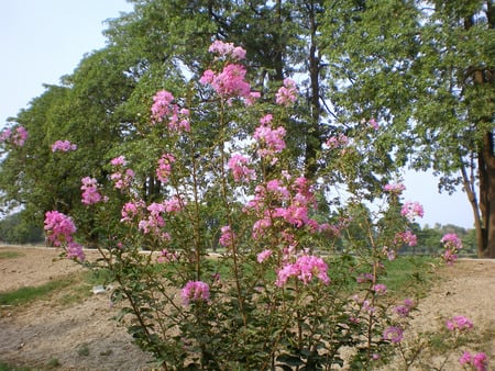 Flowering tree - flowers, flowering tree, beauty, nature