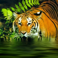 TIGER QUENCH