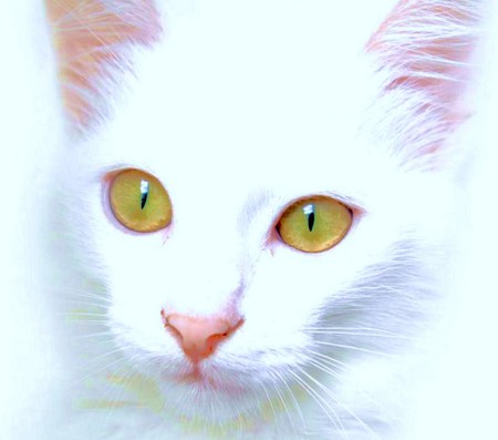 Feline white - white, whiskers, pink ears, green eyes, pink nose, cat