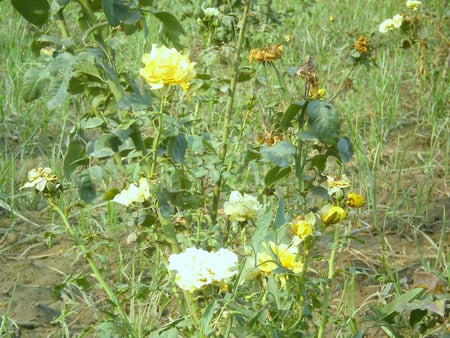 yellow and white roses - roses, flowers, nature, yellow and white