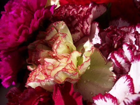 Flowers for the Hospital - white, yellow, pink, red