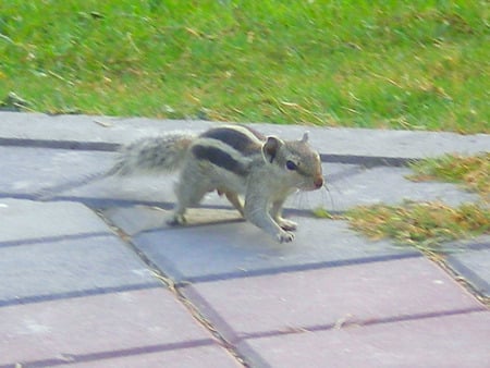 Squirrel in the garden - garden, squirrels, squirrel, animals