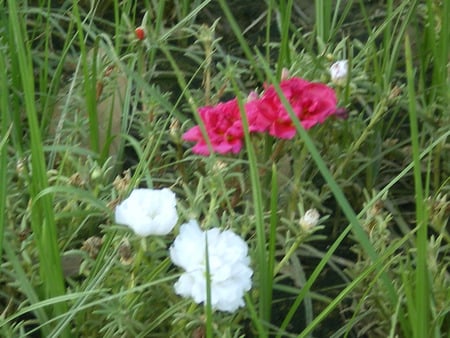 Moss roses - flowers, moss rose, nature, white and red