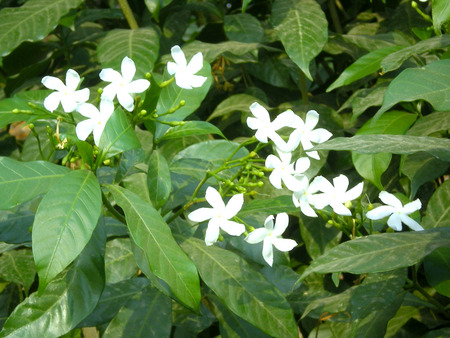 Stary flowers - flowers, stary, nature