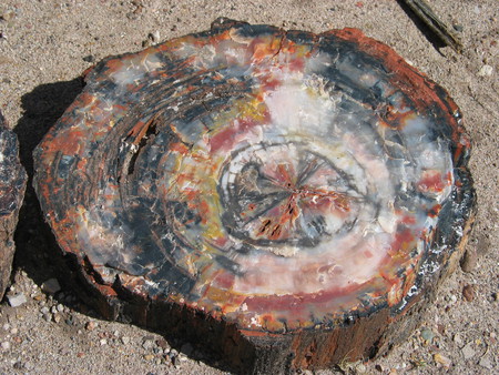 Petrified Wood - fossil, nature, desert, tree