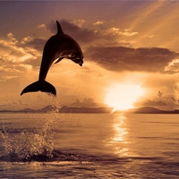 Dolphins Jump