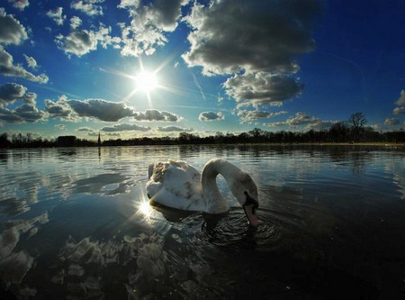 Swan in Lake - clouds, picture, swan, lake, cool, sun