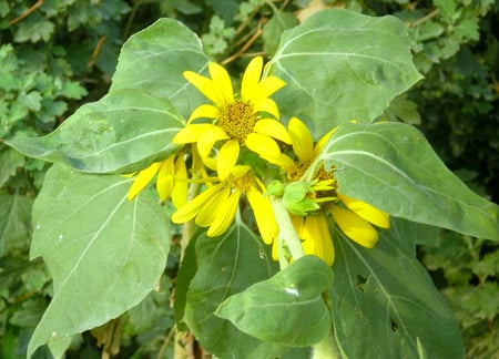 Daisies - nature, flowers, daisies, yellow