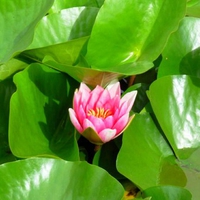 Flower in Leaves