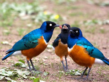 Beautiful Birds - birds, picture, cool, beautiful