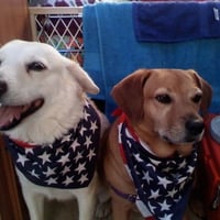 Patriotic Pups 2010