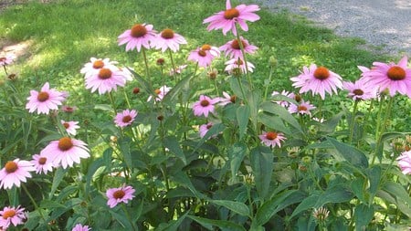 Purple Cone Flowers - purple, cone flowers, natural, garden