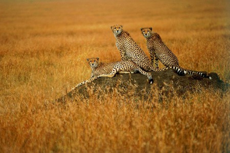 Cheetah Family - cheetah, cats, animals, family