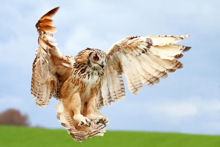 Coming in for a landing - animals, raptor, birds, owls