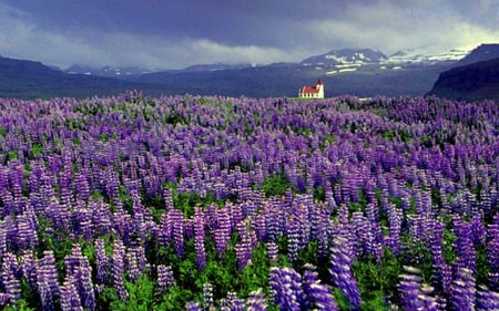 Alpine Purple - clouds, house, purple, mountains, lupines, lupine field