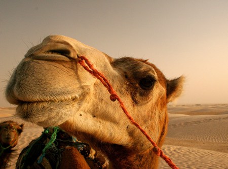 The Nose Knows - camel, nose, desert, eye, watching