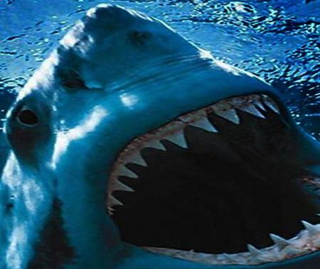 Great White Shark - great, shark, white, jaws