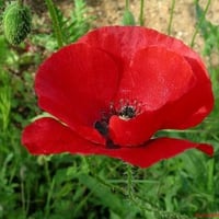 Red Poppy