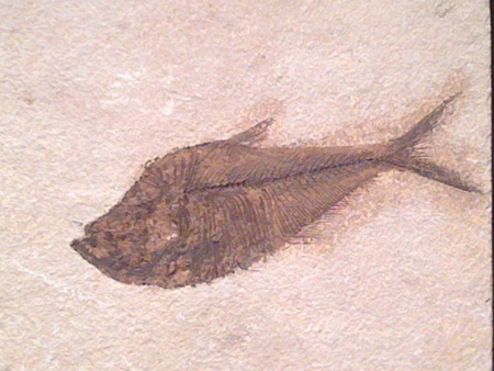 Fossilized Fish - nature, ancient, fossil, fossilized fish, old