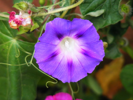 purple morning glory - flower, purple, morning, pretty, glory