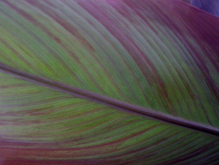 Green Leaf - green leaf, nature, green, leaf, flower, plant