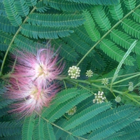 Blossoming Tree