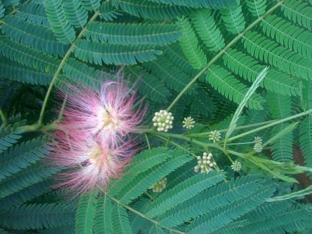 Blossoming Tree - spring, blossom, tree, leafs, nature