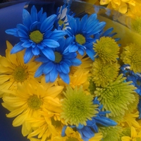 Blue and Yellow Flowers