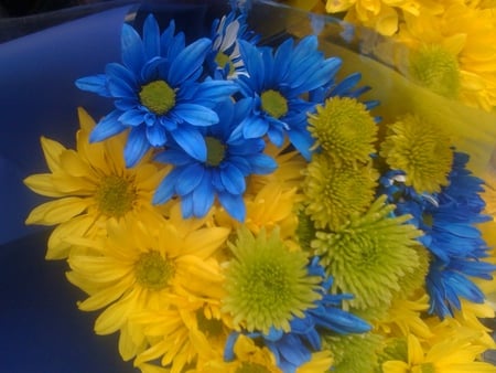 Blue and Yellow Flowers - flowers, yellow, nature, blue