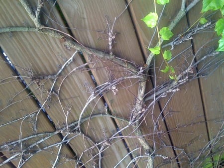 Wooden Fence - fence, nature, plant, photography