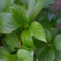 Green Leafs