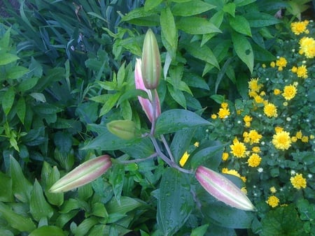 My Little Garden - blossoms, flowers, leafs, nature, green