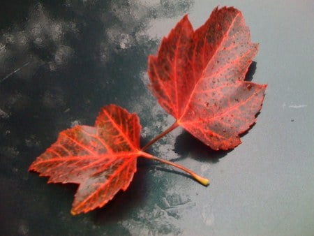 Two Fallen Leafs - red, leafs, nature, autumn