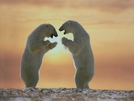 Polar Bears Dancing - canada, cape churchill, polar bear