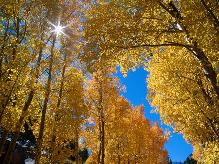 Untitled Wallpaper - autumn, california, inyo national forest