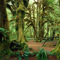 Hall of Mosses