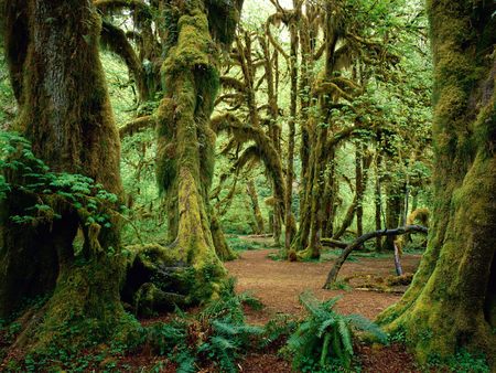 Hall of Mosses - forest, washington, hall of mosses, olympic national park