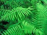 Hammock Fern - Atchafalaya Basin, Louisiana