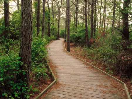 Untitled Wallpaper - assateague island, life of the forest trail