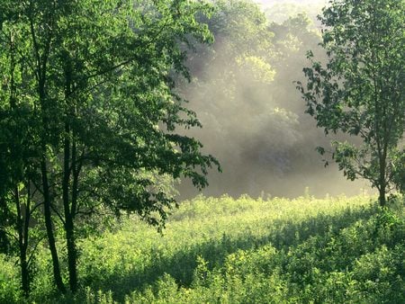 EDWIN WARNER PARK NASHVILLE TENNESSEE - morning, nashville, tennessee, edwin warner park, park, meadow