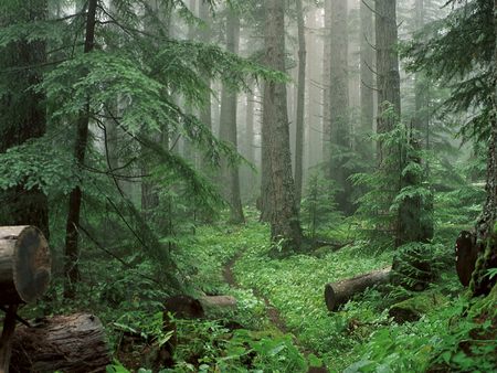 Untitled Wallpaper - fog, olympic national park, royal basin