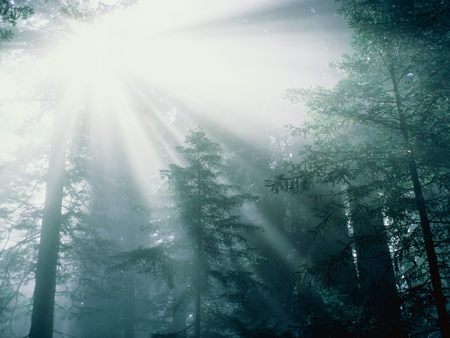 Untitled Wallpaper - forest, light, trees, forest trees light sun, sun