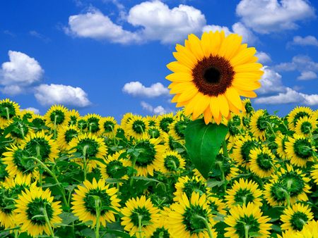 Sunflowers - sunflower, sunflowers, popular, sun, wallpaper, summer, black and white, nature, yellow, flowers, flower, new