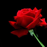 A Single Red Rose