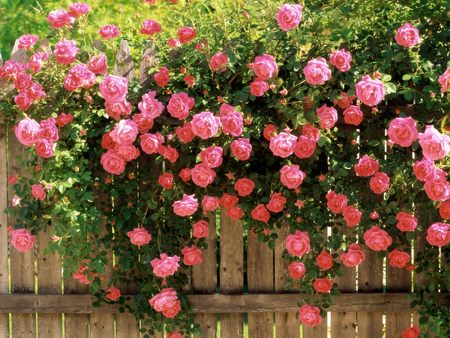 Pink Roses - beauty, roses, pink climbing roses, photography, pink rose, rose, wild roses, other, pretty, garden, l hate flowers, beta, fence, sunlight, day, graden, lovely, nature, romantic roses, entertainment, climbing roses, pink, beautiful, peaceful pickets, flowers, line, flower