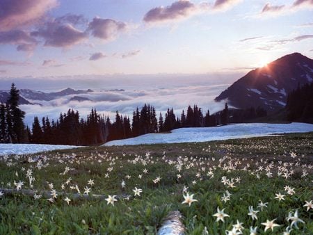 Untitled Wallpaper - avalanche lilies, appleton pass, olympic national park, washington, lily